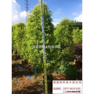 棕竹圖片/棕竹報價