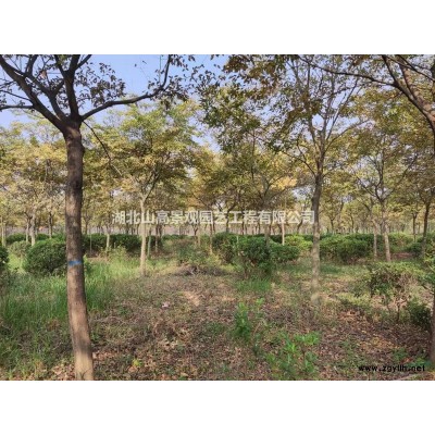 海桐球大量供應，蓬徑80-200，武漢周邊苗圃清地，量大從優