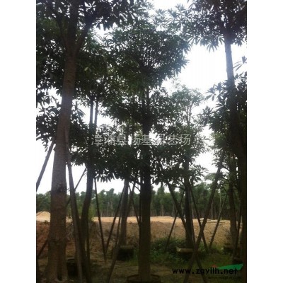 福建漳州供應(yīng)孝順竹、青竹、紫竹