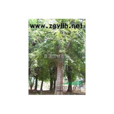 優質紅楓  量大  質優