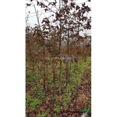 江西地區大量供應雷竹