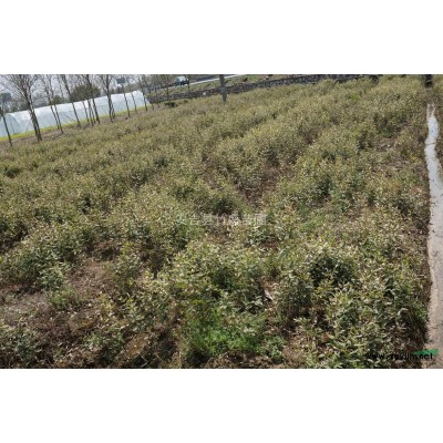 供應小琴絲竹 又稱花孝順竹 等綠化竹苗