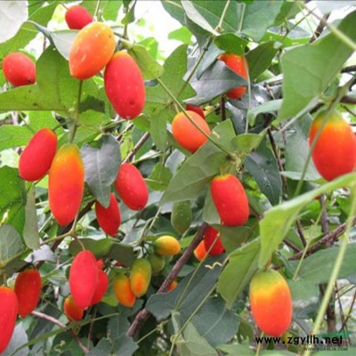 種植專業新型高效經濟作物--皇竹草