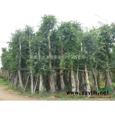 2020漳州小葉榕樁頭