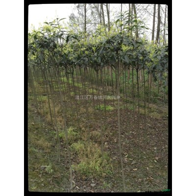 成都溫江區萬春鎮何氏園林大量供應精品灑金珊瑚