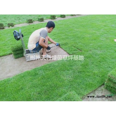 優(yōu)質(zhì)玉龍草