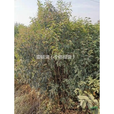 湖北省京山縣供應高2.5米，米徑5公分大葉女貞