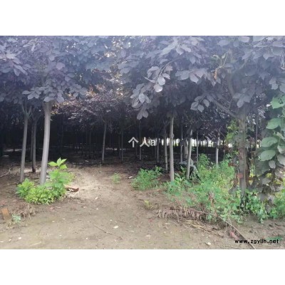 遼寧遼陽紫葉稠李，