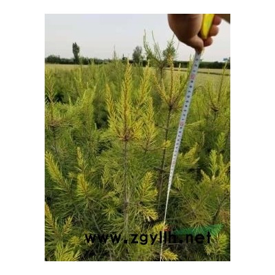 自家地里種的9年白皮松，物美價廉