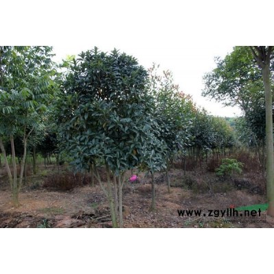 5-7公分白玉蘭5000棵優(yōu)惠價銷售中