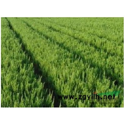 無花果，青州無花果，無花果批發，批發無花果，無花果基地