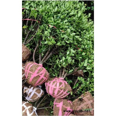 重慶供應春鵑球