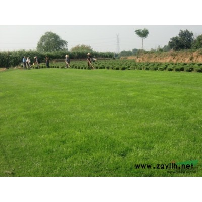 【精選】江蘇馬尼拉 小區庭院工地綠化專用草
