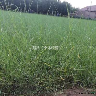 甘肅梭梭樹苗基地 50公分梭梭樹苗 苗圃供應(yīng)