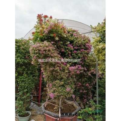 大型品種三角梅