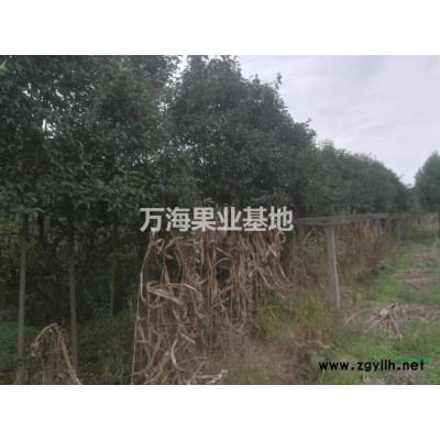 出售處理胸徑4-6公分 大葉女貞400棵 1.8-2米攔頭