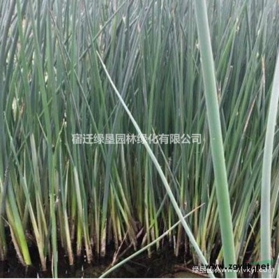 紫葉小檗·紫葉小檗圖片·紫葉小檗種植基地