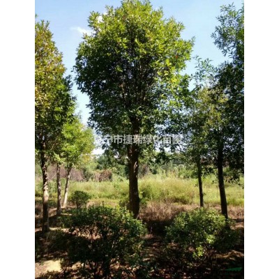 8～12公分三角楓，低價出售。