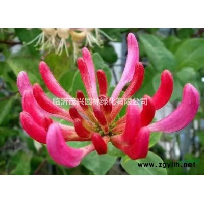 山東臨沂供應李子樹8~12急處理