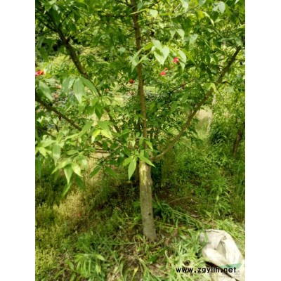 大桂花樹