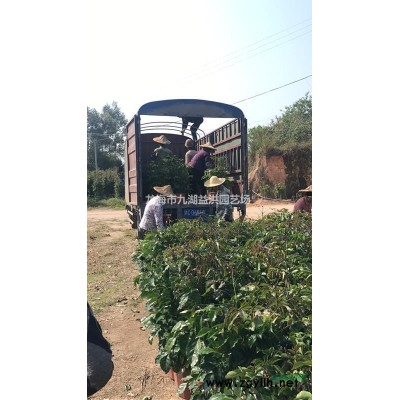 基地特價供應品種優良景觀喬木秋楓 量大從優