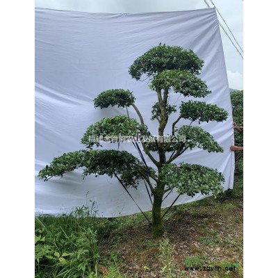 四季桂??：地徑25-27公分