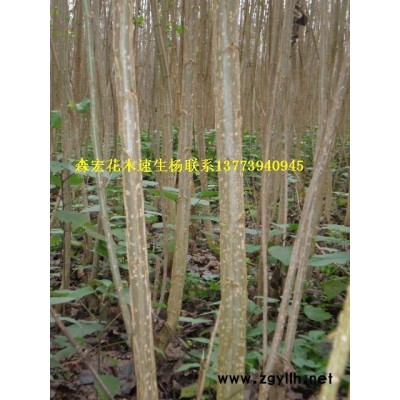 金鑲玉竹、翠竹、紫竹、早園竹、毛竹、箬竹