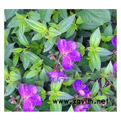 中東海棗、加拿利海棗、油棕