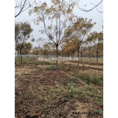 占地海棠#占地海棠價(jià)格   退林還耕法桐。白蠟。海棠。國(guó)槐
