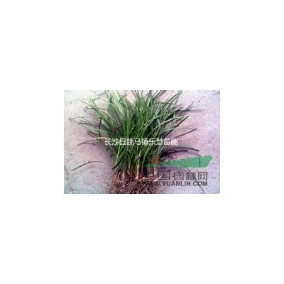 湖南精品桂花球，桂花小苗，丹桂，四季桂，月月桂優價供應