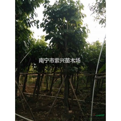 10公分容器苗--蘋婆