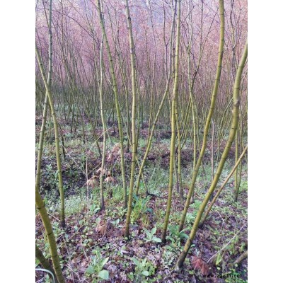 3一7公分重陽木