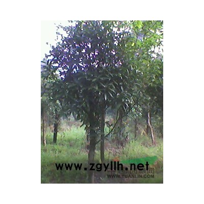 構骨冬青球便宜賣了