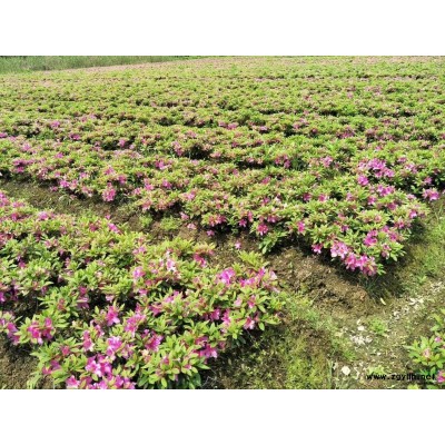 供應自家基地色塊小苗上百萬，品種有，紅花繼木、杜鵑、紅葉石..