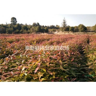 江西紅豆杉小苗一年生苗2年生苗0.8公分1公分2公分3公分4公分5公分6公分7公分8公分