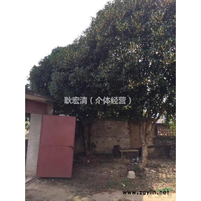 自家種植的紅葉石楠和桂花