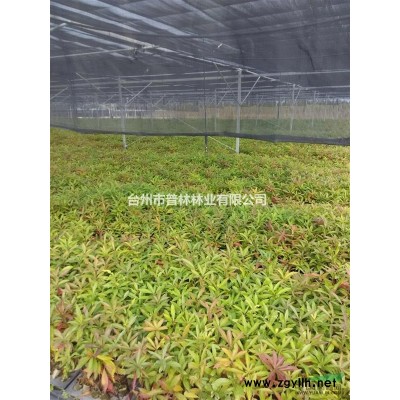 浙江臺州地區供應3-15公分浙江楠