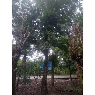 供應牛麻藤2一3米高-冠30-價格2元(杯苗)