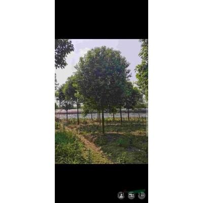 大葉女貞價格_大葉女貞產地_大葉女貞綠化苗木苗圃基地