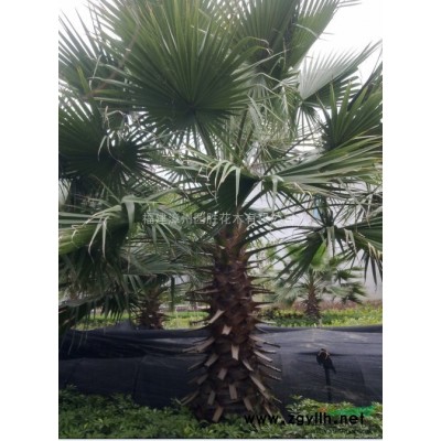 漳州地被大量米蘭袋苗提供正規(guī)專業(yè)發(fā)票