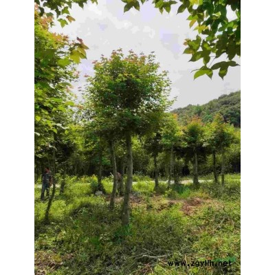 楓香.5/25大量出售，批發(fā)處理