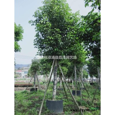 銀葉金合歡，漳州基地