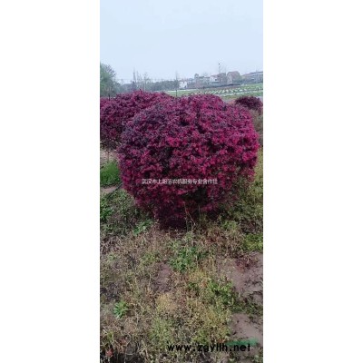 紅繼木一米，一米二大量供應，秋火焰紅楓供應