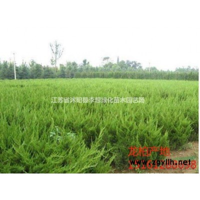 出售紅葉石楠大杯苗 紅葉石楠產地 沭陽李想苗木