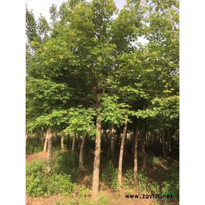 大量供應各種規格五角楓