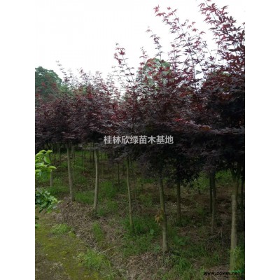 桂林欣綠苗木基提供多種規格精品銀杏樹