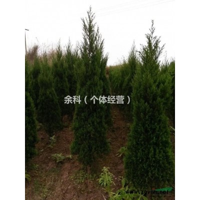 您在找塔柏樹苗嗎？我在這兒呢！