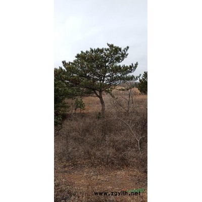 出售造型松3－－7米
