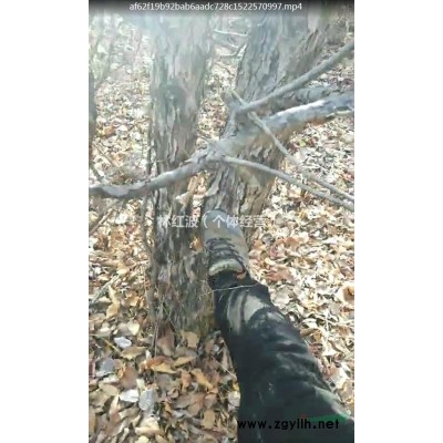 5000株山丁子苗木出售    地徑（5-12）