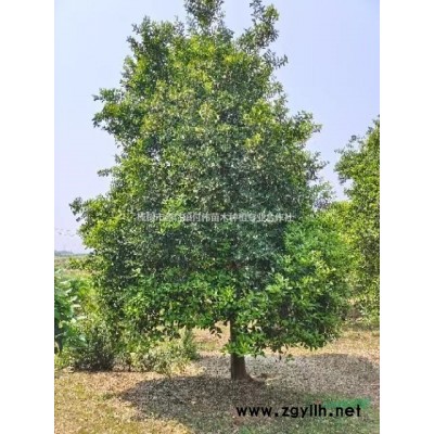 江西地區(qū)供應香櫞、香泡13-16公分精品樹